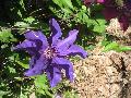 The President Clematis / Clematis 